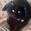 niko.d.g