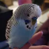 blukakisroulago