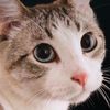 luckycatbite