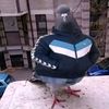 user69110096220697