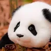 Seri🐼