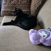 purpkin9