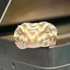 reptiles332