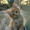 lilbfakel