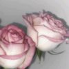fatima.abdulrahma11