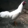 igorotwarbird