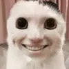 memecat105