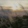 vantay_2306009