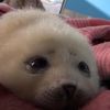 cumball.seal.lover