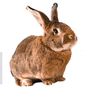 tombothegiantbunny