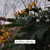 z_5.21