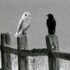 jean_onlyxv