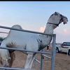 اجمل الهجن وغالي الجيش عرض هج