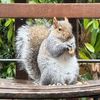 fatso.the.squirrel