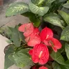 gulla_antrium12125
