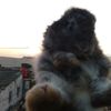 hamstervantashy