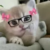 reyessheenagmail.com0