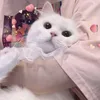 adopt.me_contents