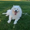 Dog’s Story 520