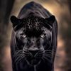 dasarathking156