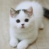 🐈Kucing🐈