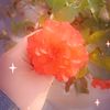 aflowerfromagarden0