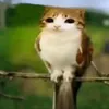 jonas_886