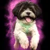 dog_blogger_toffu_.1
