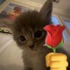 dillaaaaa_273