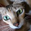 cat_family.5