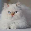 simone.pereira724