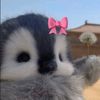 roya_bo