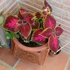 perla05892
