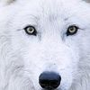 white.wolf107