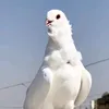jbyri.hdhk
