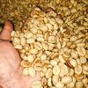 robusta_lambar22
