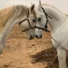 tahani.dhaif