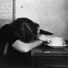 .vltrviollenc