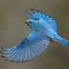 blue.bird932