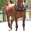 hachem.mokhtar