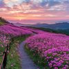 krissen.flower