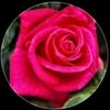 nour.alhassan39