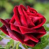 mama803715