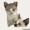 lula.nala4