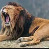 animalworld570