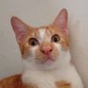 alabingrkusuma