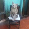 proximos_juego
