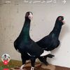 aboodfahmie543