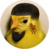 roman_https
