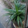 ye.naing8979